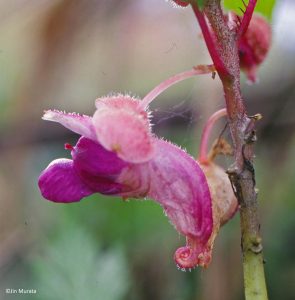 _1_impatiens_kingdon_wardii