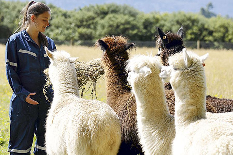 En Chile ensayan con anticuerpos de las alpacas para combatir el coronavirus  en humanos - IQ Latino