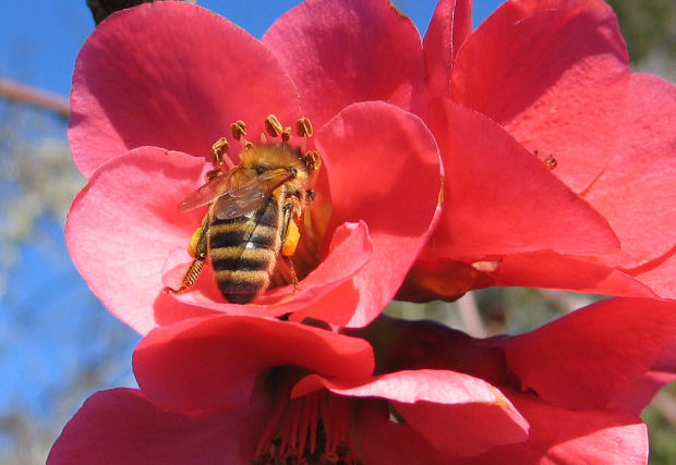 Abejas, apicultura