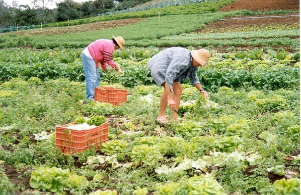 agricultura orgánica brasil