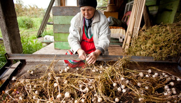 agricultura