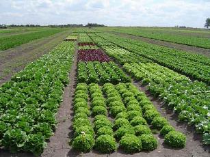 agricultura sostenible monsanto
