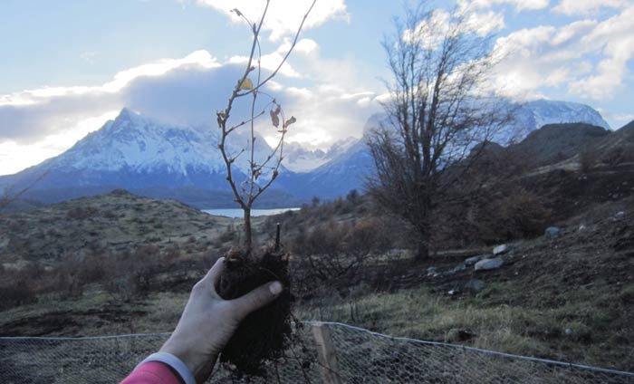 reforestacion patagonia chile