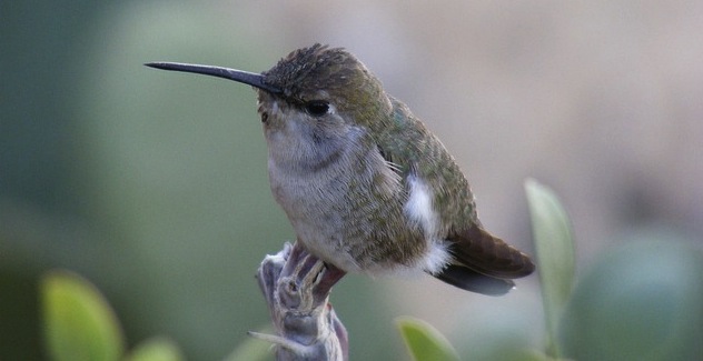 aves amenazadas