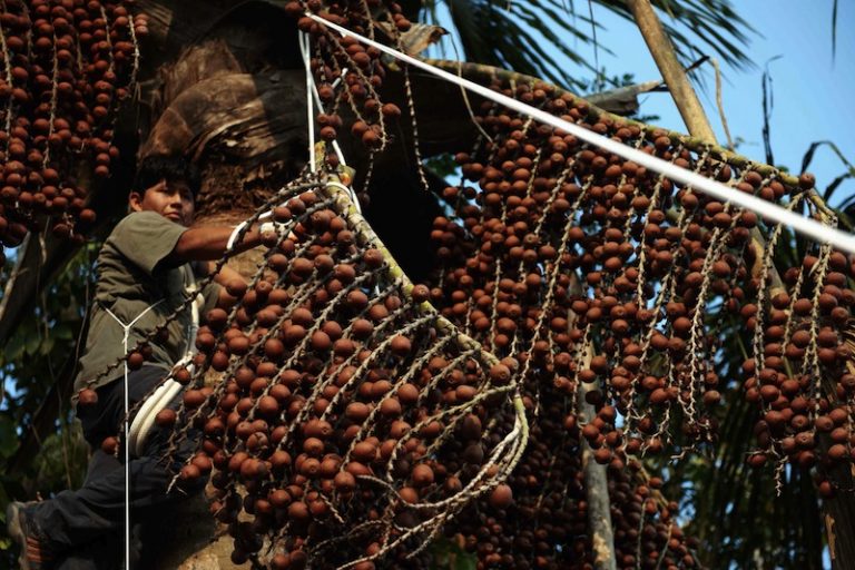 biodiversidad y empresas perú