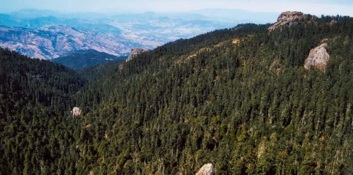 bosques mexicanos