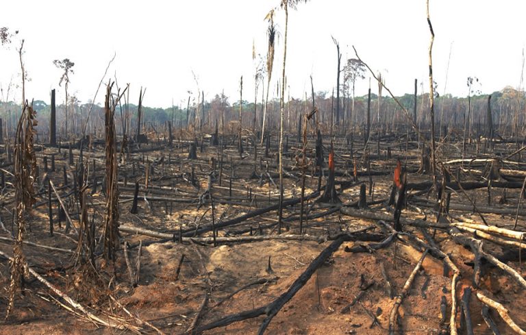 bosques vírgenes