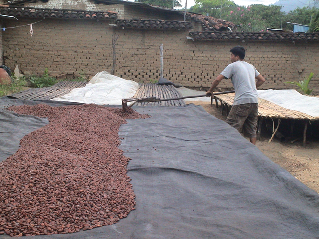 Cacao Perú Makao