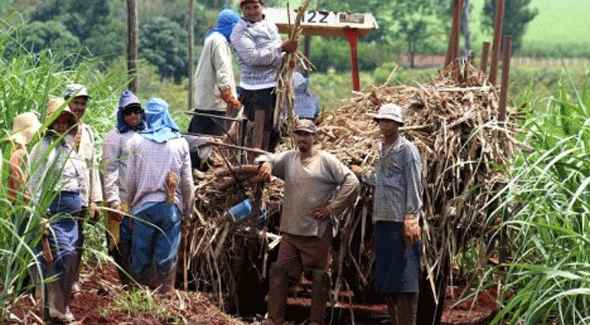 cañicultores bolivia