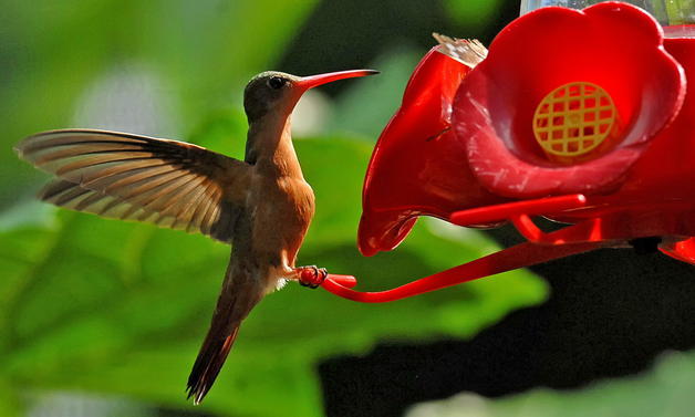 colibri nicaragua diversidad