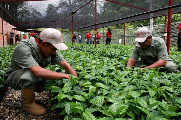 cultivos sustentables en méxico