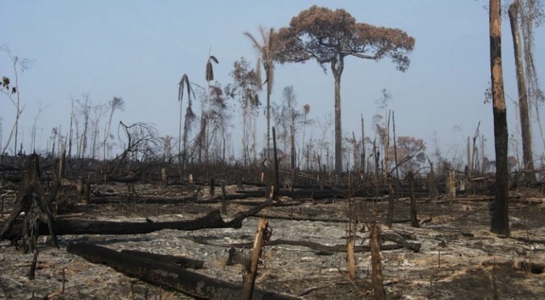 deforestación de la amazonia