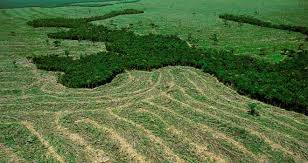 deforestacion brasil