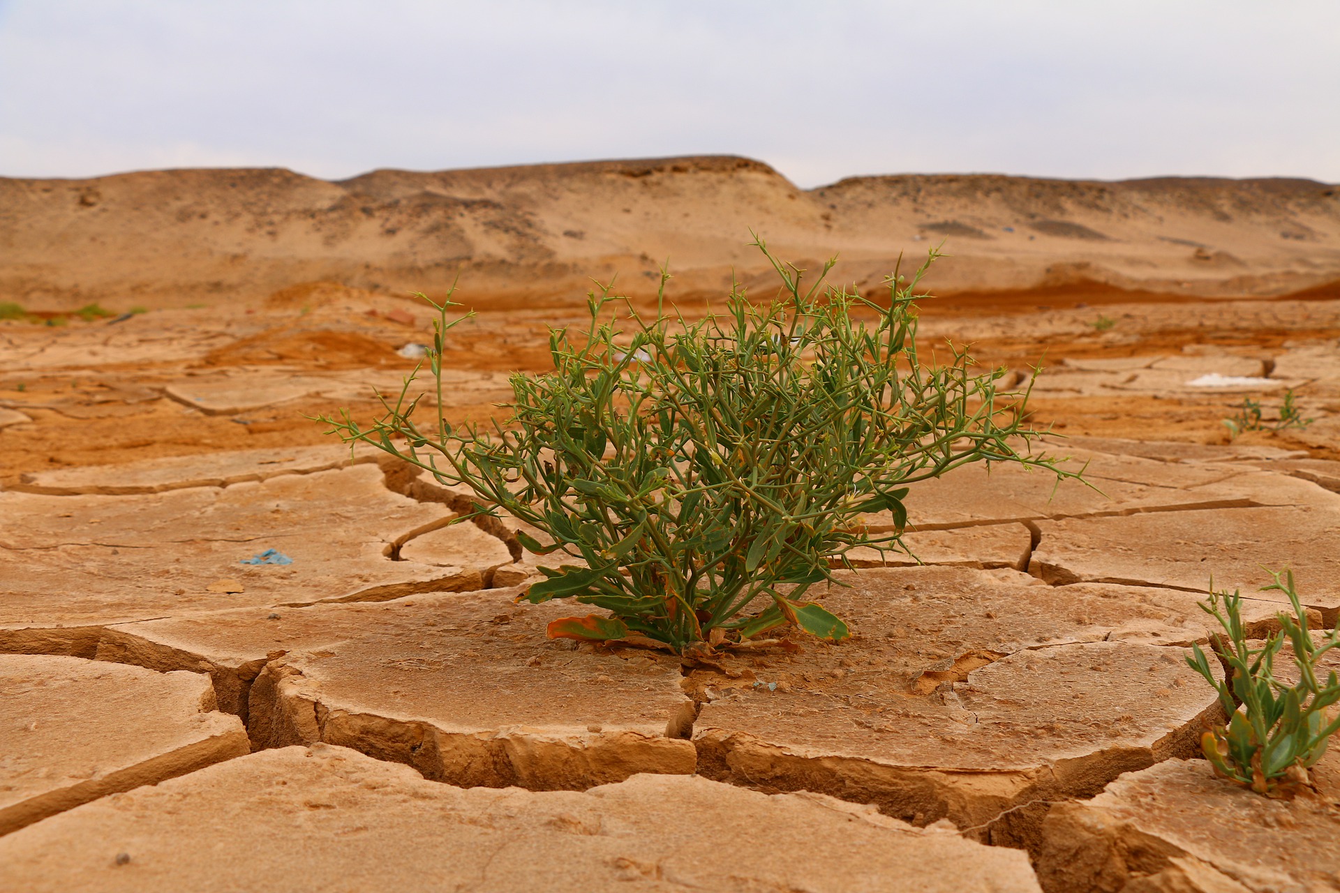 День засухи. Растения в пустыне. Трава в пустыне. Пустынная растительность. Пустынный кустарник.