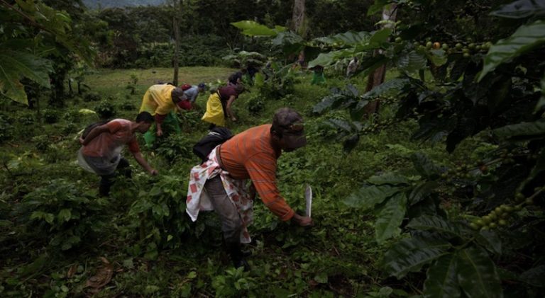 fincas nicaragua trabajo infantil