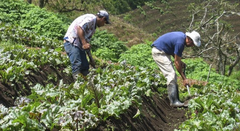 innovación agrícola Brasil