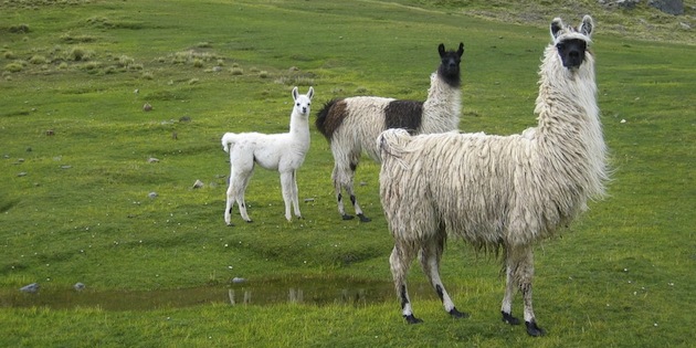 llamas andinas