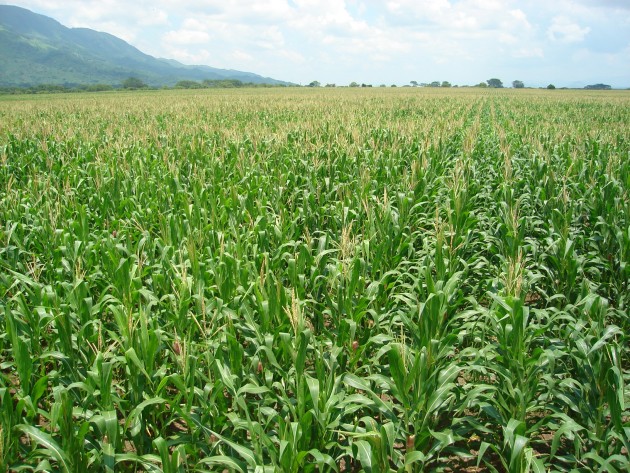 Las hojas y tallo del maíz, fuentes del isobutanol