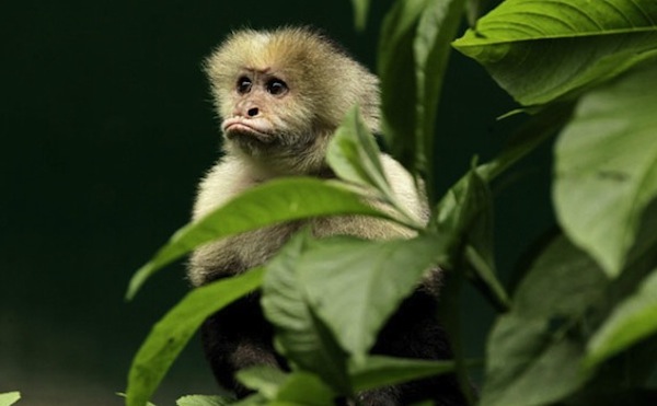 zoológicos de costa rica