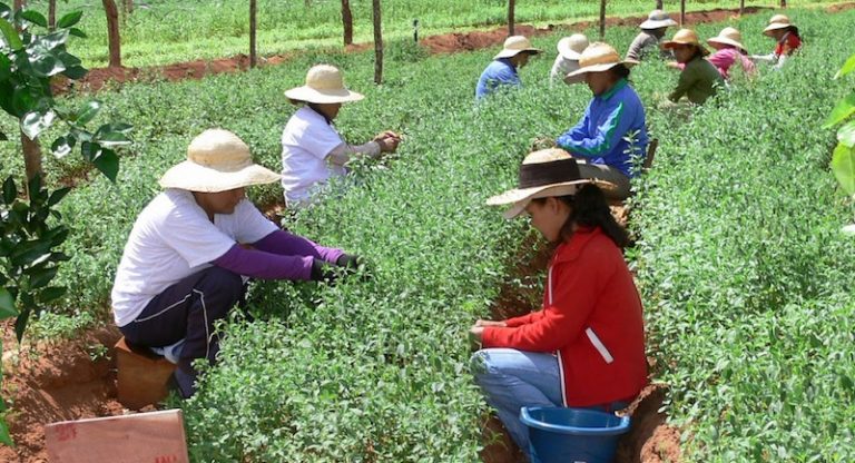 mujeres agricultoras