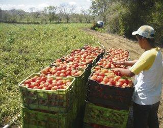 Nestlé Panamá apoya a los agricultores