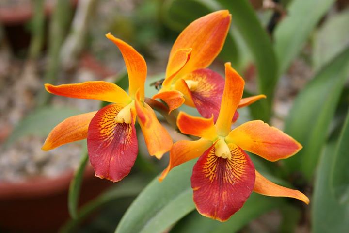 orquideas costa rica