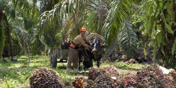 Palmicultores colombianos