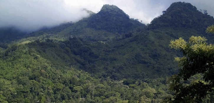 reforestar panamá