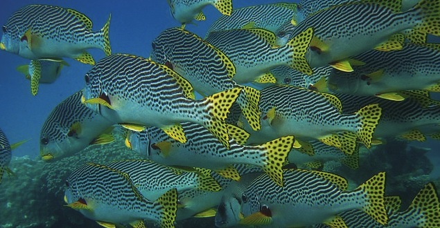 más peces menos plástico