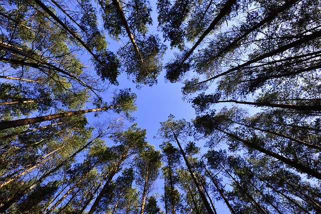 reforestan bosques España