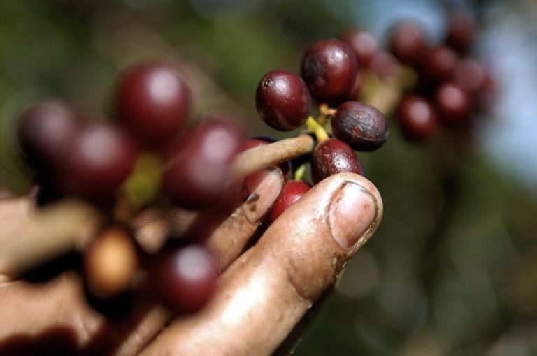 caficultores nicaragua