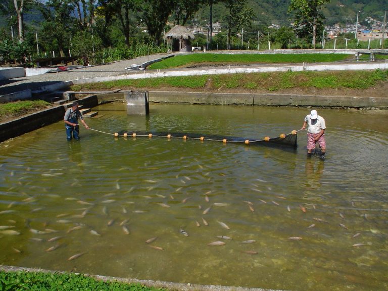 Cultivarán truchas en Bolivia