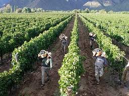 CHile cambio climático en viñedos